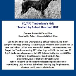 German Shorthaired Pointer All Grown Up from RADBACH KENNELS