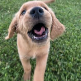 Golden Retriever Puppies from Apple Country Retrievers