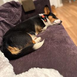 Wayne - American Corgi