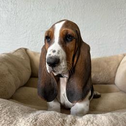 Baymax - Black brown and white male Basset Hound puppy in Logan, Utah from Cache Valley Bassets