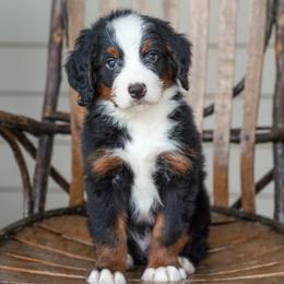 Perseus - Tri-color male Bernedoodle puppy in Dundee, Ohio from Down Home Doodle