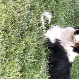London  - Miniature American Shepherd