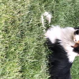 London  - Miniature American Shepherd