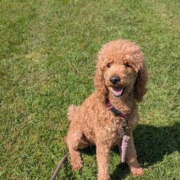 Poodle puppies from WilderAcre