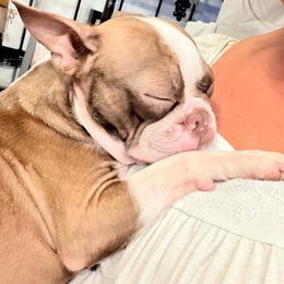 Penny Layne - Boston Terrier