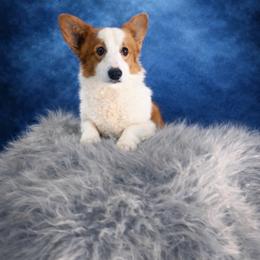 Lulu - Pembroke Welsh Corgi