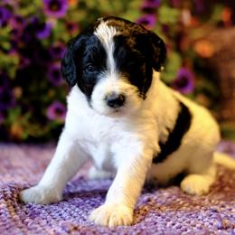Sheepadoodles from Infinity Farm Puppies