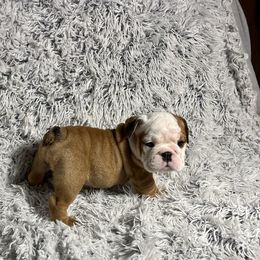 Girl 5 - Bulldog puppy in Fort Wayne, Indiana from Big Time Bulldogs