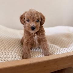 Female 4 - Red  female Goldendoodle puppy in Modesto, California from Central Valley Canine Companions
