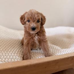 Female 4 - Red  female Goldendoodle puppy in Modesto, California from Central Valley Canine Companions