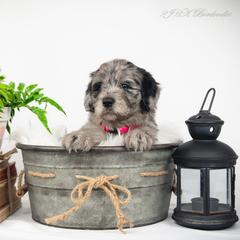 Bordoodle Puppies from 2J 2K Bordoodles