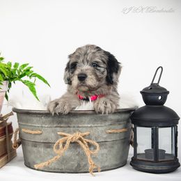 Bordoodle Puppies from 2J 2K Bordoodles