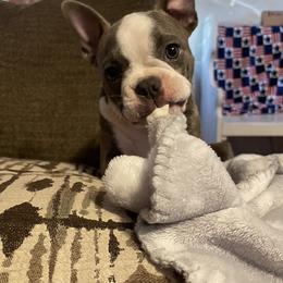 Boston Terrier Puppies from Stewie’s Bostons