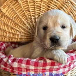 Beverly - Golden Retriever puppy in Kuna, Idaho from Golden Kisses Golden Retrievers