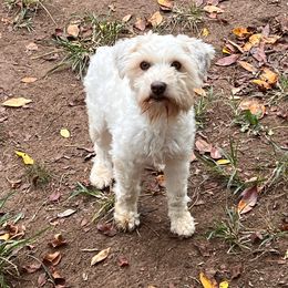 Lacey - Miniature Schnauzer