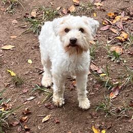 Lacey - Miniature Schnauzer