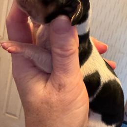 Ms. Daisy - Piebald female Dachshund puppy in Roanoke, Alabama from Windsor’s Miniature Dachshunds