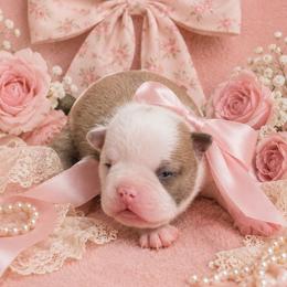 Blue Fawn Girl - Blue female Boston Terrier puppy in San Antonio, Texas from JT Bostons