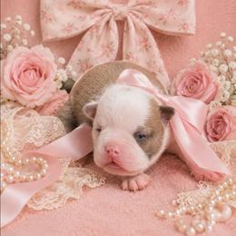 Blue Fawn Girl - Blue female Boston Terrier puppy in San Antonio, Texas from JT Bostons