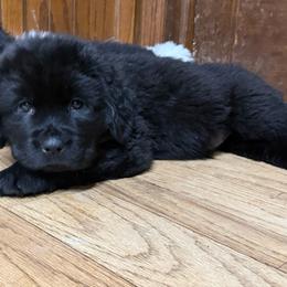 Jolly - Black male Newfoundland puppy in Saukville, Wisconsin from Crossroads Canines ~ Newfoundland Dogs