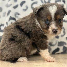 Cass - Blue merle female Miniature Australian Shepherd puppy in Ambrose, Georgia from Brandilyn's Aussies