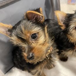 Yorkshire Terrier Puppies from Blissful_Yorkies
