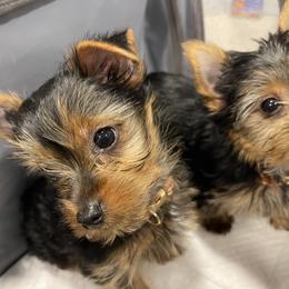Yorkshire Terrier Puppies from Blissful_Yorkies