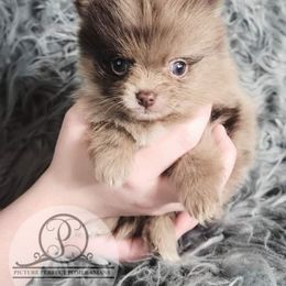 Pomeranian Puppies from Picture Perfect Pomeranians