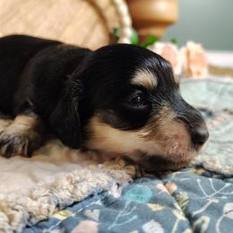 Clover - Black and cream female Dachshund puppy in Thomaston, Georgia from UGG Ranch