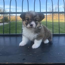 Pencil - White and red male Pembroke Welsh Corgi puppy in Red Bluff, California from Wilder Ranch Corgis
