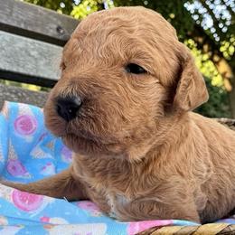 Butter - (Butter Pecan) - Gold female Bordoodle puppy in Canfield, Ohio from Poo's Doo's & Inu's