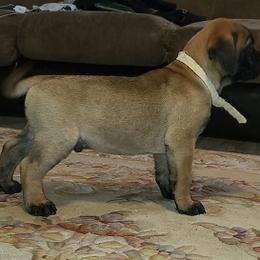 White - Red fawn male Bullmastiff puppy in Wakarusa, Indiana from Watchman Kennels