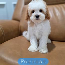 Forrest - male Cavapoochon puppy in Bullard, Texas from Cavapoochon Central LLC