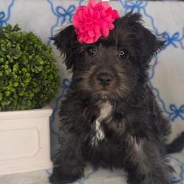 Monica ( Purple collar) - Black and white female Schnoodle puppy in Novinger, Missouri from Stormi Sky Schnoodles
