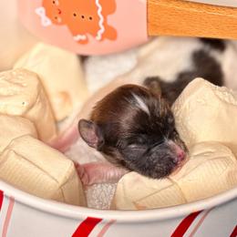 Tiny Sable male - White and sable male Papillon puppy in Frostproof, Florida from Sequence Papillon