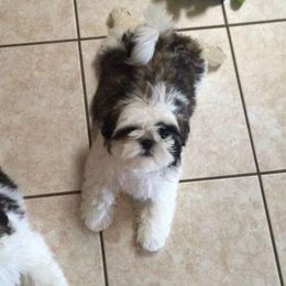Shih Tzu Puppies from Sing-Yu Shih Tzu