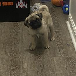 Bubba - Fawn male Pug puppy in Olin, North Carolina from Piggy Pugs