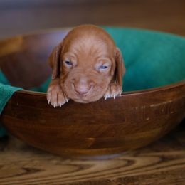 Vizsla Puppies from Wilkes Family Vizslas