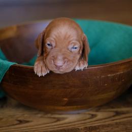 Vizsla Puppies from Wilkes Family Vizslas