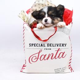 Rune - Black and tan male Pembroke Welsh Corgi puppy in San Antonio, Texas from Moxxi's Legacy Corgis