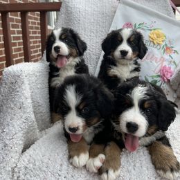 Bernese Mountain Dog Puppies from Blue Ridge Bernese