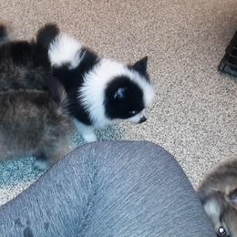 Pomeranian Puppies from Tonia's Pomeranians