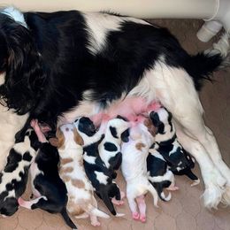 Pearl - Cavalier King Charles Spaniel