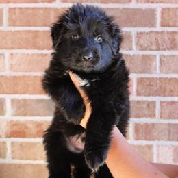 Boy 2 - Black male German Shepherd puppy in Mount Vernon, Missouri from German Haus German Shepherds LLC