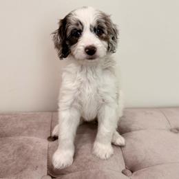 Quinn - Parti female Goldendoodle puppy in Allen, Texas from Calena’s Doodles