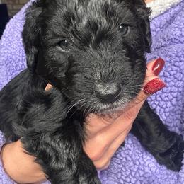 Rowan - Black and white male Aussiedoodle puppy in York, Pennsylvania from Loving Puppy Paws Kennel