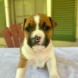 Colleen - Red female American Staffordshire Terrier puppy in Marietta, Georgia from Ambition Amstaffs