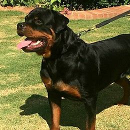 Rottweilers from vom Schwarzen Fluss