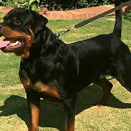 Rottweilers from vom Schwarzen Fluss