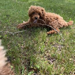 Pete - Red  male Poodle puppy in Colerain, North Carolina from Lisa's Poodles